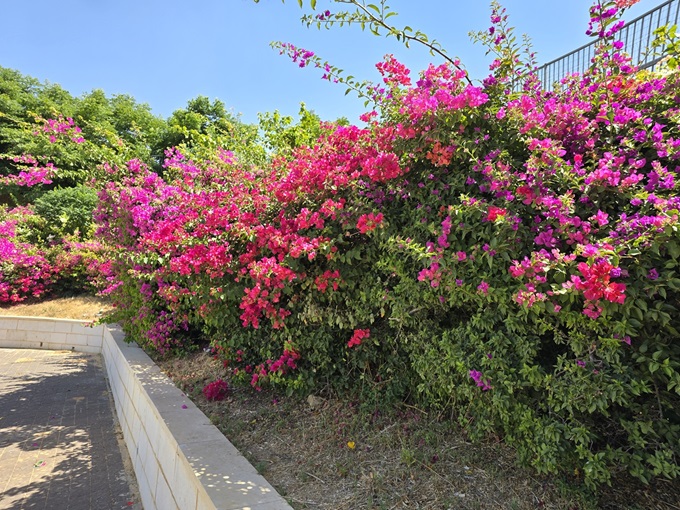 פרחים במודיעין 